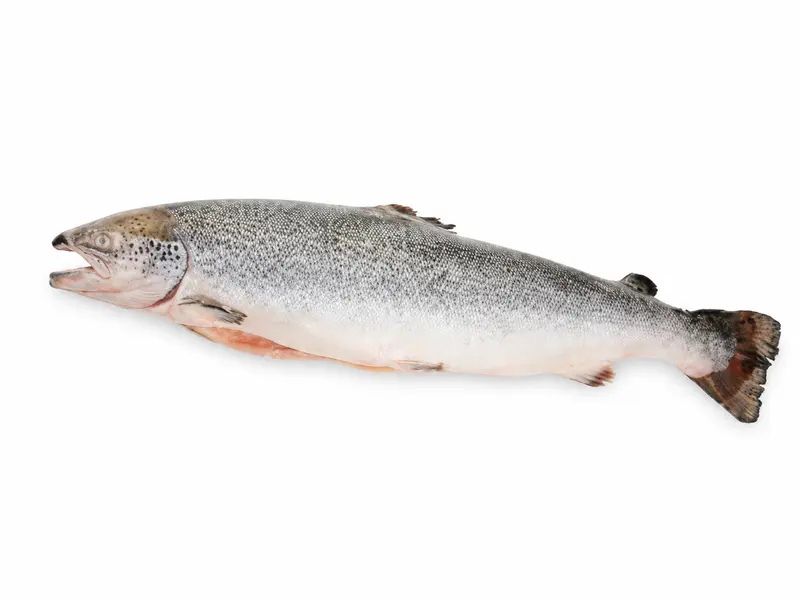 Losos 5–6 kg (prodaje se po težini)
