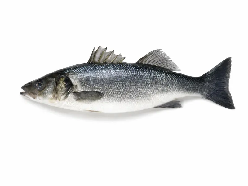Brancin 600/800 g, očišćen, šok-zamrznut (prodaje se po težini)