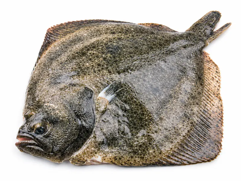 Romb (turbot) 1 kg+ (prodaje se po težini)